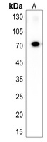 rab11fip4a Rabbit Polyclonal Antibody
