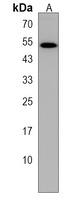opn4l Antibody