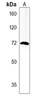 dlc Rabbit Polyclonal Antibody