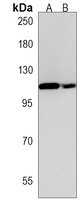 srrt Rabbit Polyclonal Antibody