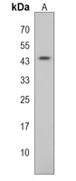 pou5f1 Rabbit Polyclonal Antibody