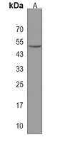 wnt8b Rabbit Polyclonal Antibody