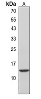 gabarapl2 Antibody