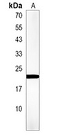 soga3b Rabbit Polyclonal Antibody