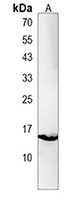 cisd2 Rabbit Polyclonal Antibody