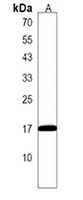 Eva1a Antibody
