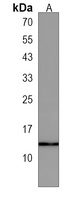 hbae1 Rabbit Polyclonal Antibody