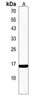 fundc1 Antibody