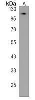 sh3bp4a Rabbit Polyclonal Antibody