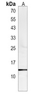 ba1 Antibody