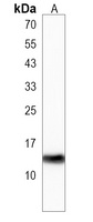 ba1 Antibody