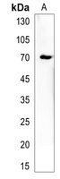 lcp1 Rabbit Polyclonal Antibody