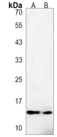 fabp10a Rabbit Polyclonal Antibody