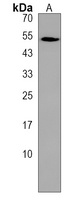 gfap Antibody