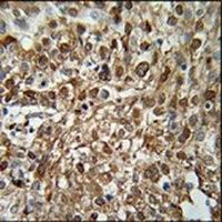 Anti-WDR43 Antibody