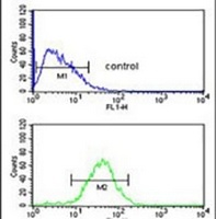 Anti-WDR43 Antibody