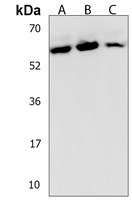 DYNC1LI2 Antibody