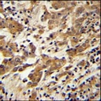 GKAP1 Antibody