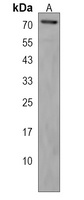 CCZ1 Antibody