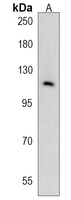 IPO7 Rabbit Polyclonal Antibody