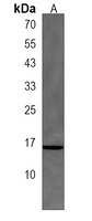 CRABP1 Antibody