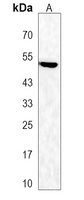 PAF Receptor Rabbit Polyclonal Antibody
