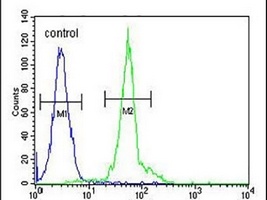 Anti-IFT172 Antibody