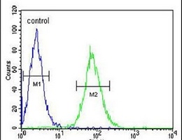 Anti-GGNBP2 Antibody