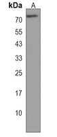 SLC19A3 Rabbit Polyclonal Antibody