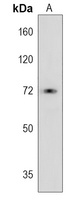 Alpha-L-iduronidase Rabbit Polyclonal Antibody