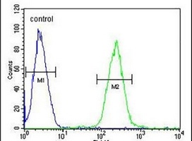 Anti-STAMBPL1 Antibody