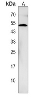 WDR73 Antibody