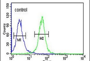 WDR73 Antibody