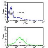 Anti-TRAPPC6A Antibody