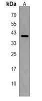 TMEM79 Antibody