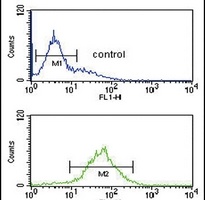 Anti-SRD5A3 Antibody