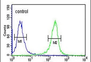 Anti-FAN1 Antibody