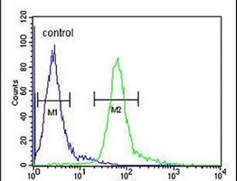 HIST1H1B Rabbit Polyclonal Antibody