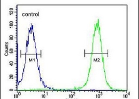 Anti-EPC2 Antibody