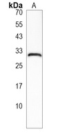 CXorf56 Antibody