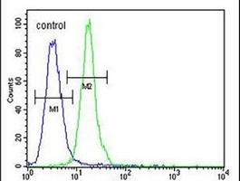 Anti-CXorf56 Antibody