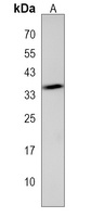 SPATC1L Antibody