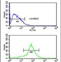 Anti-SLC52A3 Antibody