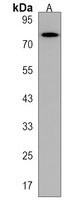 HID1 Rabbit Polyclonal Antibody