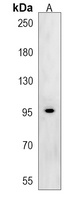 Ataxin 2L Rabbit Polyclonal Antibody