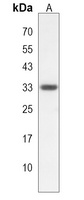 FAM92A1 Rabbit Polyclonal Antibody