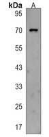 STRIP2 Antibody