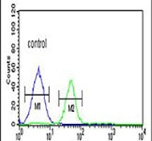 Anti-FOLH1B Antibody