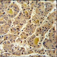 INO80D Rabbit Polyclonal Antibody