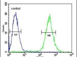 Anti-GLRX5 Antibody